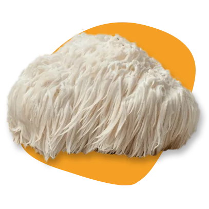 The image showcases a cluster of Lion's Mane mushrooms, which are characterized by their long, shaggy spines that resemble a lion's mane. They are off-white to cream in color, and they appear to be set against an orange background that accentuates the mushrooms' unique texture. Lion's Mane mushrooms are notable not just for their distinct appearance but also for their culinary uses and potential health benefits.