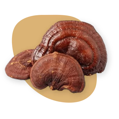 The image displays a trio of Reishi mushrooms, known for their glossy, reddish-brown caps, which are kidney-shaped and have a distinctive woody texture. These mushrooms are revered in traditional medicine for their health-promoting properties and are often used in various supplements. They're set against a complementary tan background, which serves to enhance the rich color and organic contours of the Reishi mushrooms.