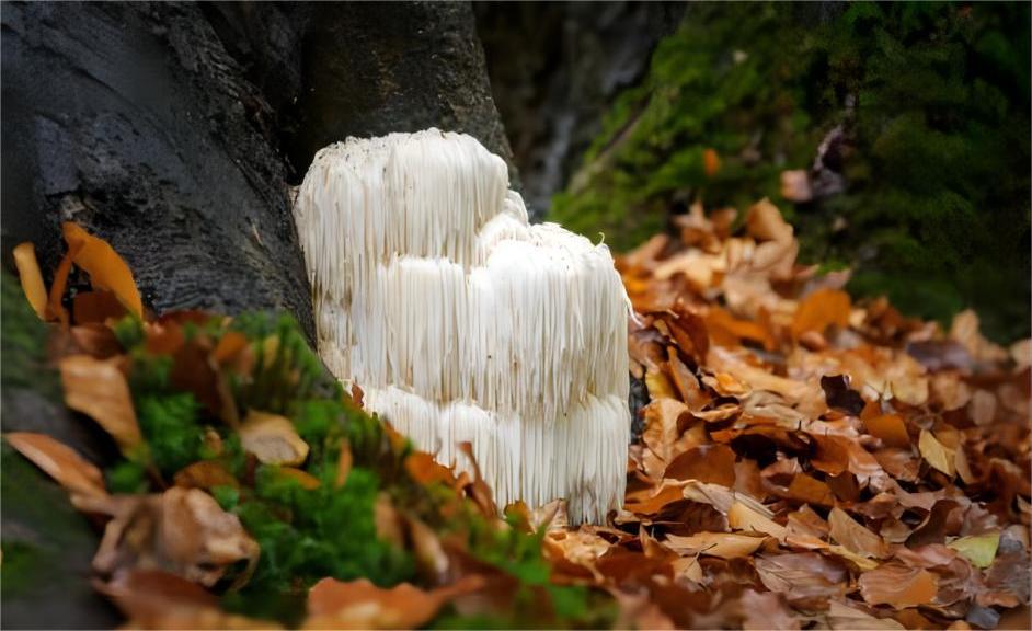 The image features a cluster of lion's mane mushrooms growing at the base of a tree trunk, surrounded by fallen autumn leaves and lush green moss. The mushrooms are notable for their long, flowing, white spines that resemble a lion's mane, contributing to their distinctive and striking appearance. This setting highlights the natural habitat of the lion's mane mushrooms, often found in wooded areas, growing on both living and dead hardwood trees.